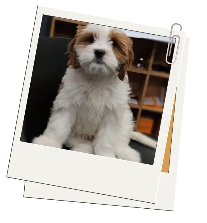 “Milo, the hostel dog at United Auckland, greeting guests in the lounge”